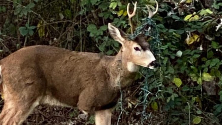 Three-Legged Deer Caught in Christmas Lights Gets Help From
Human Heroes - CNET
